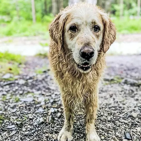 Apartament Evi By Interhome Hollersbach im Pinzgau