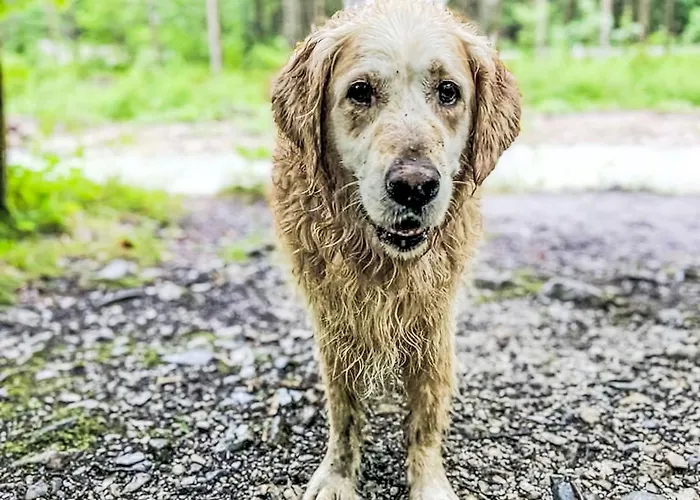 דירה Evi By Interhome הולרבאך איםפינצגאו